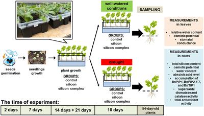 Silicon improves root functioning and water management as well as alleviates oxidative stress in oilseed rape under drought conditions